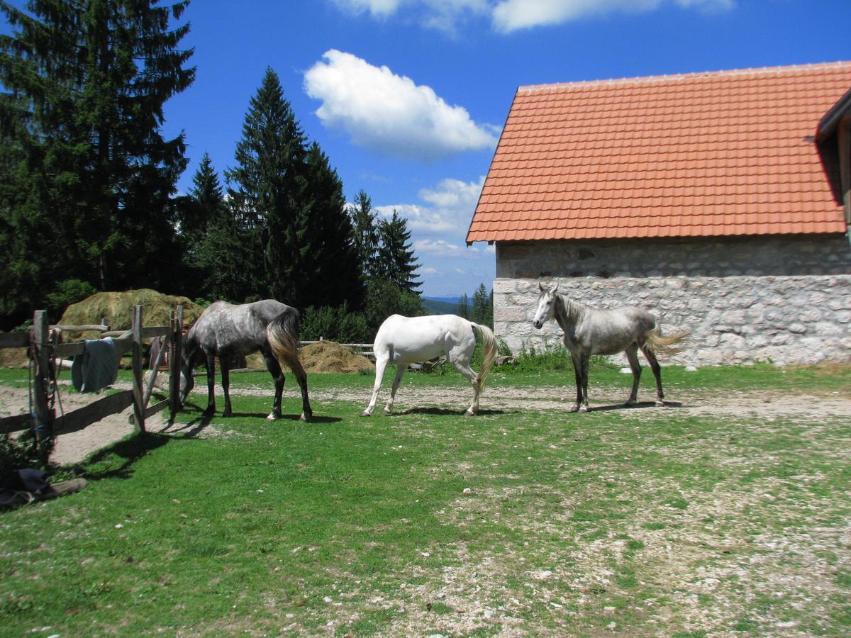 Vila Dodi Villa Bajina Basta Exteriör bild